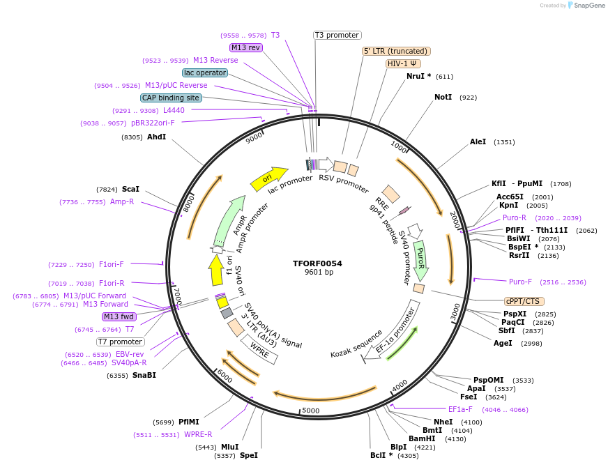 141499-plasmid-map-sequence-id-276633