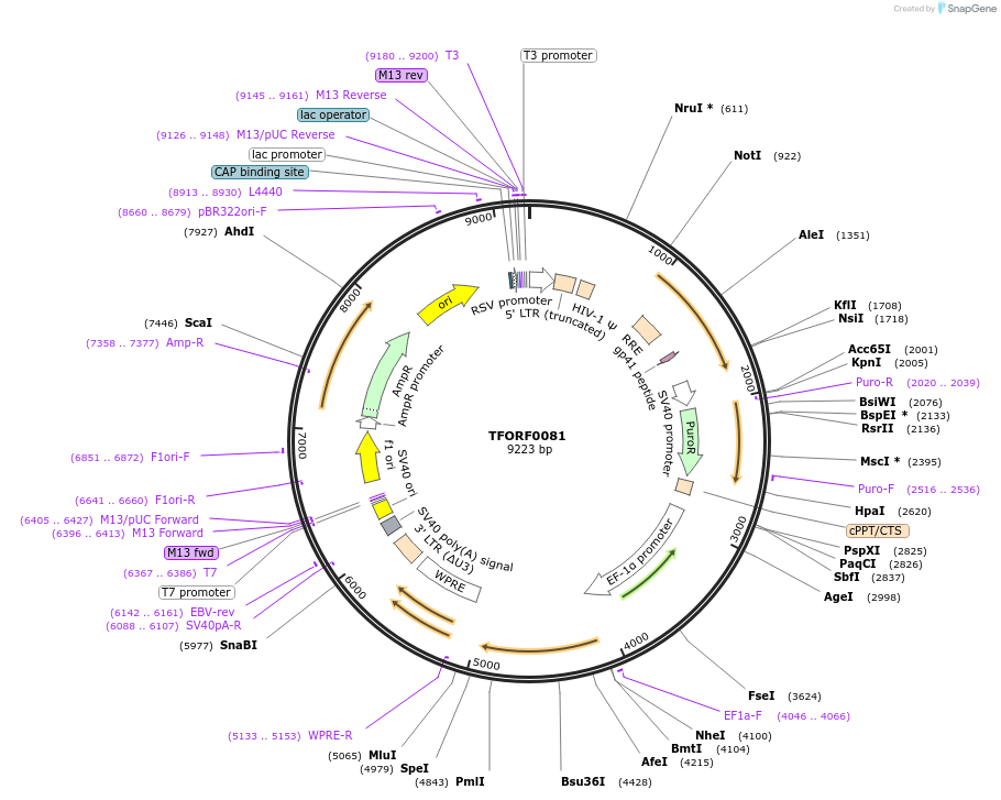 141509-plasmid-map-sequence-id-276663
