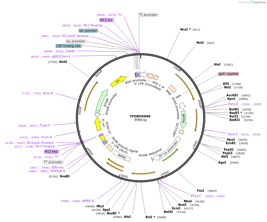 141513-plasmid-map-sequence-id-276675