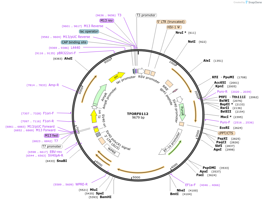 141519-plasmid-map-sequence-id-276693