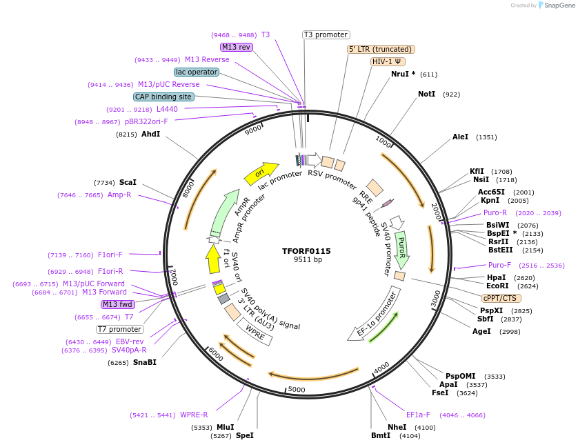 141522-plasmid-map-sequence-id-276702