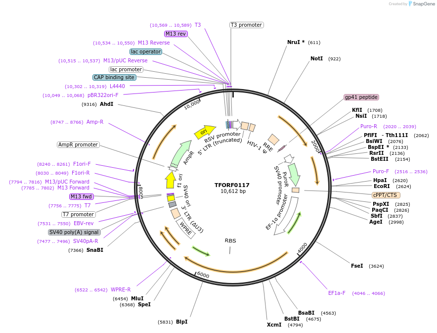 141524-plasmid-map-sequence-id-276708