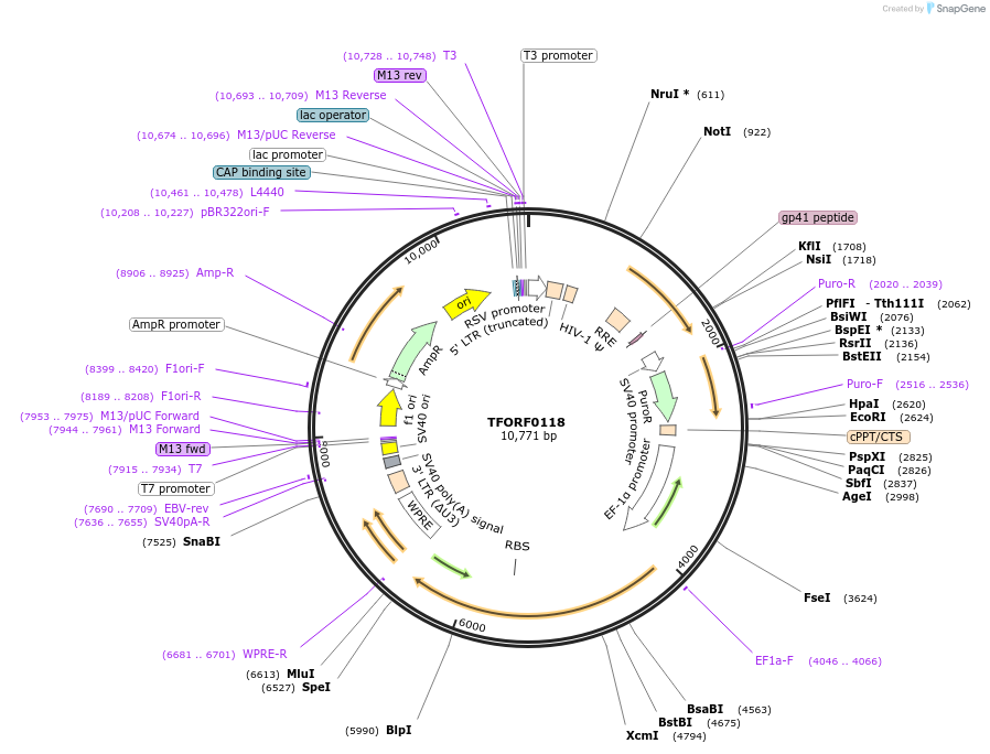 141525-plasmid-map-sequence-id-276711