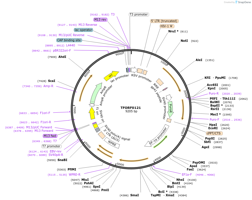 141526-plasmid-map-sequence-id-276714