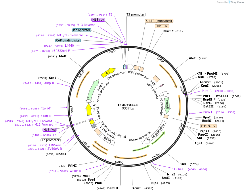 141528-plasmid-map-sequence-id-276720