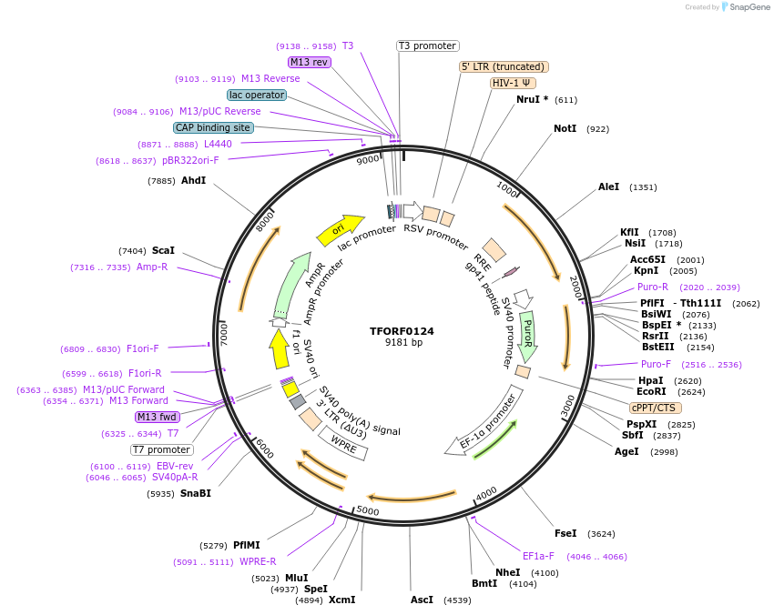 141529-plasmid-map-sequence-id-276723