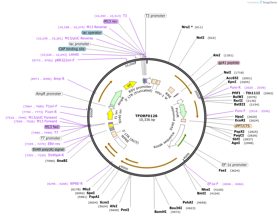 141530-plasmid-map-sequence-id-276726