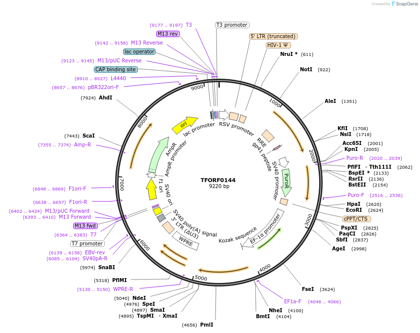 141536-plasmid-map-sequence-id-276744