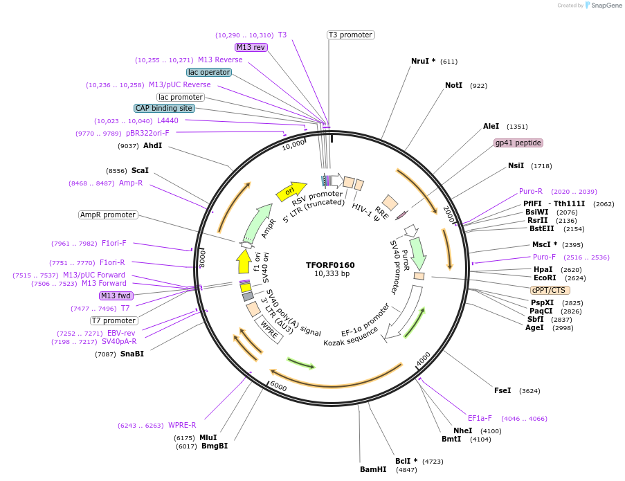 141537-plasmid-map-sequence-id-276747