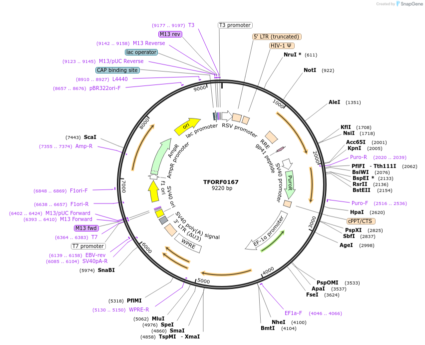 141538-plasmid-map-sequence-id-276750