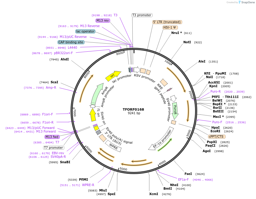 141539-plasmid-map-sequence-id-276753