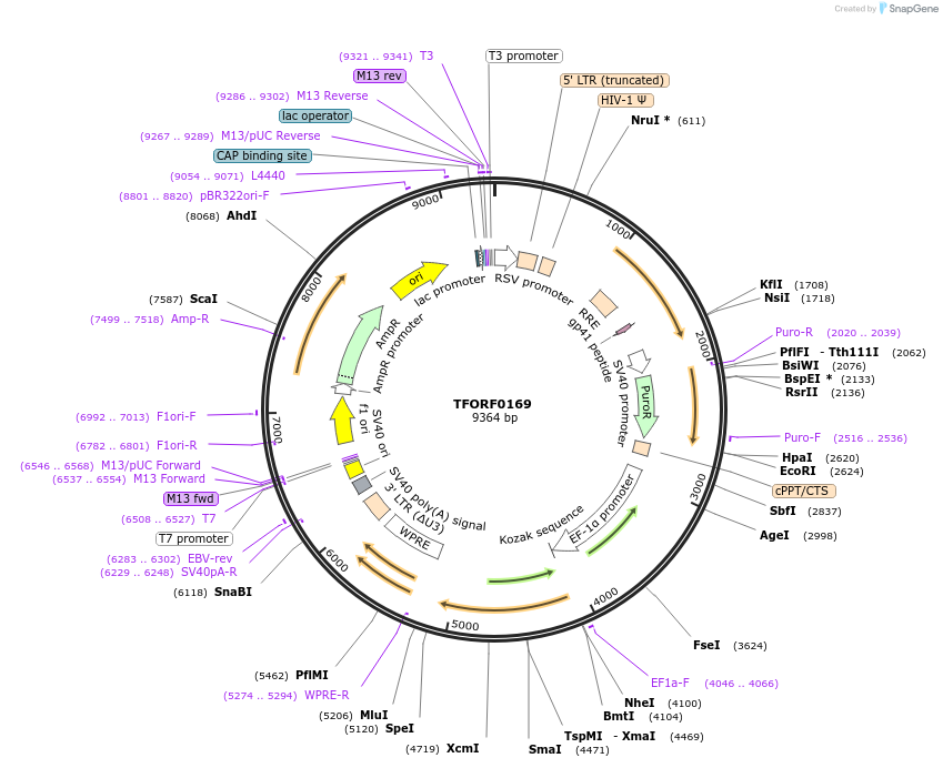 141540-plasmid-map-sequence-id-276756