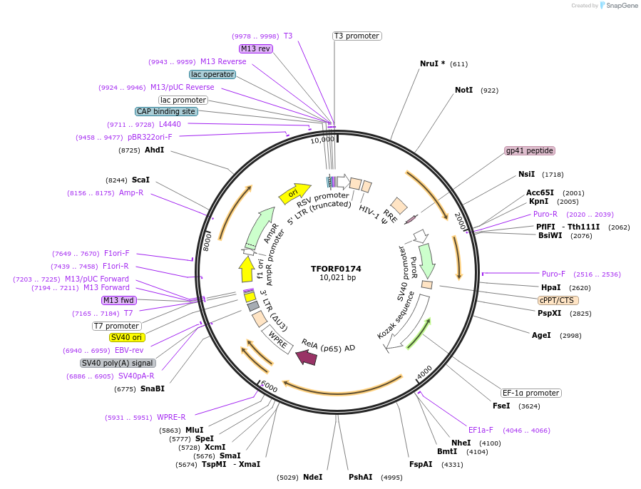 141541-plasmid-map-sequence-id-276759