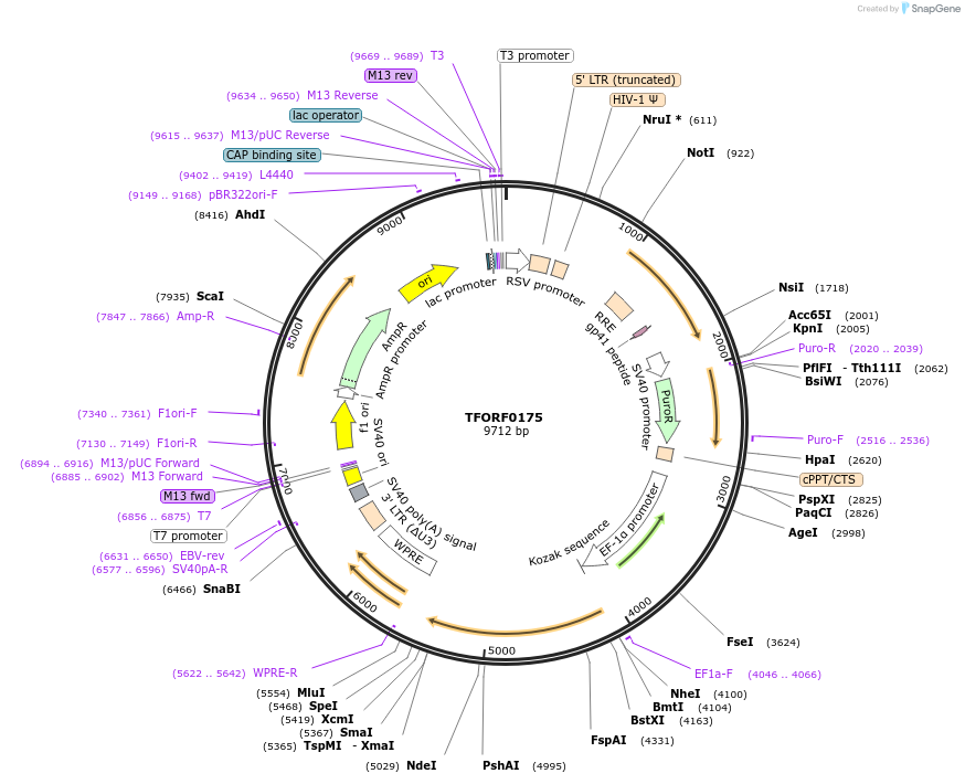 141542-plasmid-map-sequence-id-276762