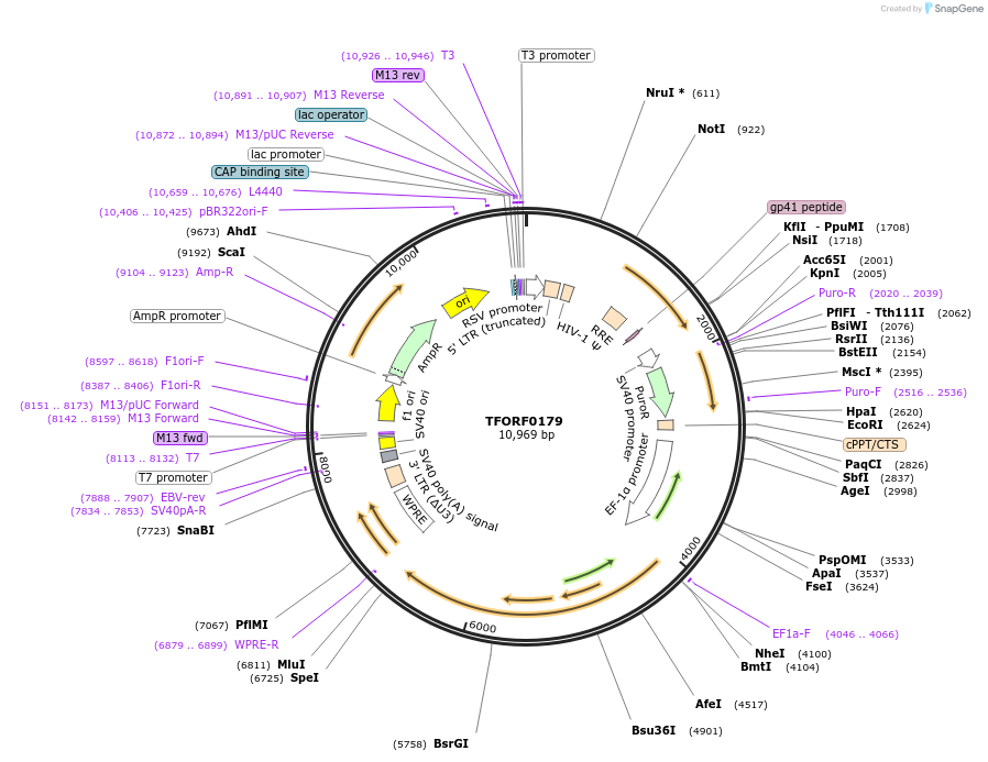 141544-plasmid-map-sequence-id-276768