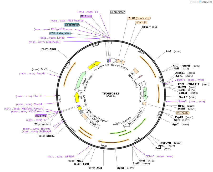 141546-plasmid-map-sequence-id-276774