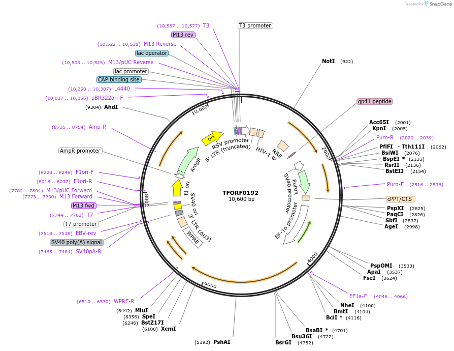 141549-plasmid-map-sequence-id-276783