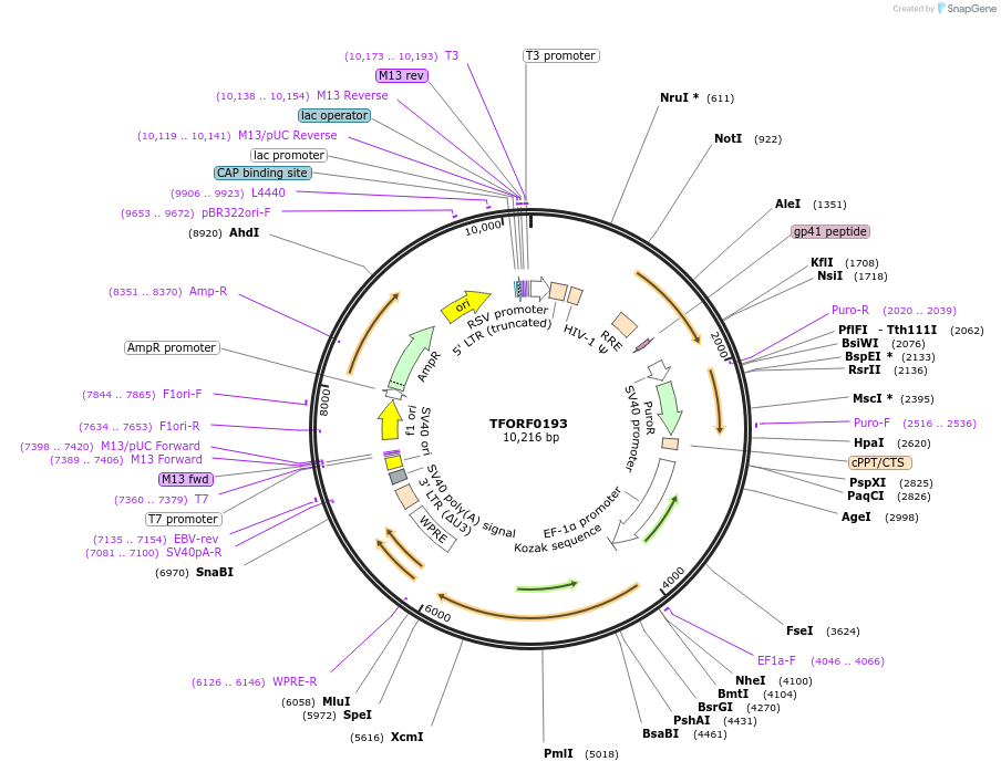 141550-plasmid-map-sequence-id-276786