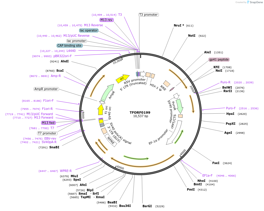 141551-plasmid-map-sequence-id-276789