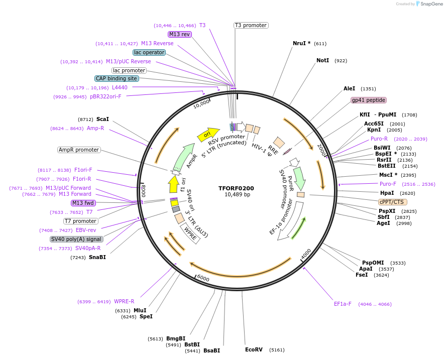 141552-plasmid-map-sequence-id-276792