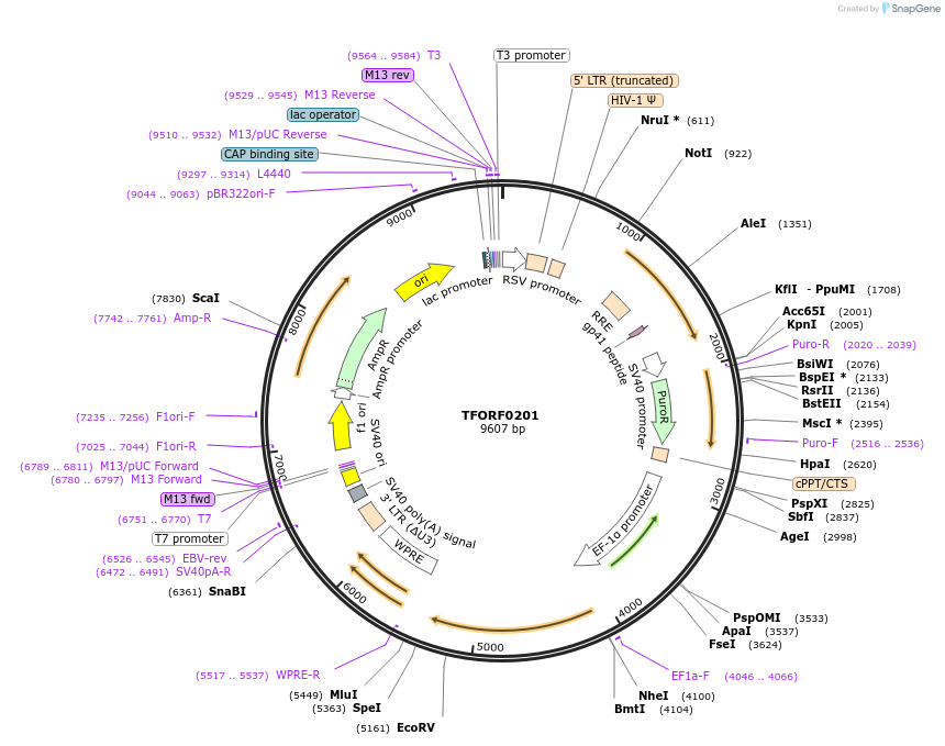 141553-plasmid-map-sequence-id-276795