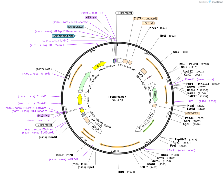 141555-plasmid-map-sequence-id-276801