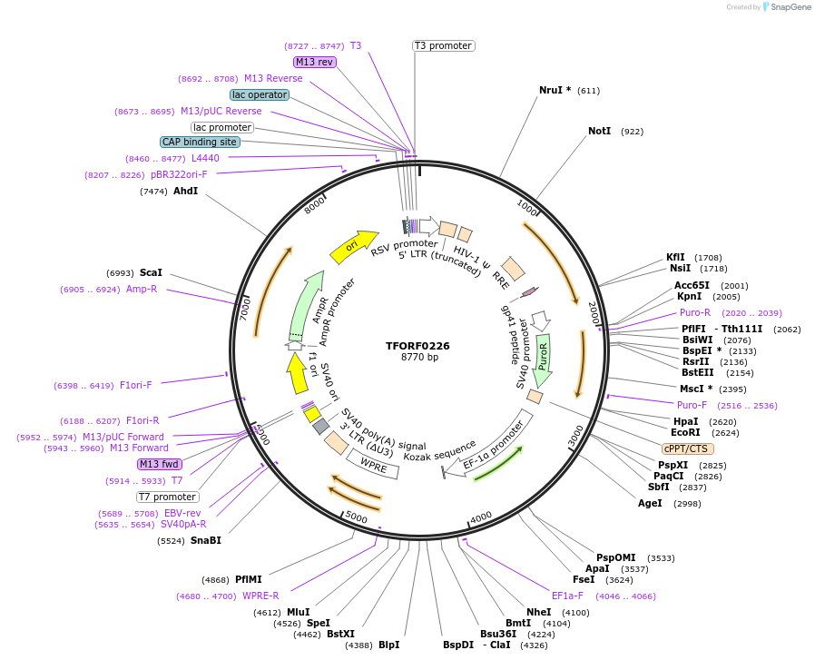 141557-plasmid-map-sequence-id-276807