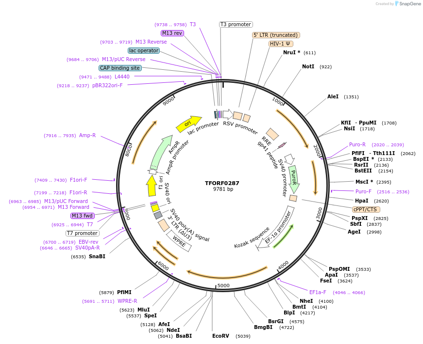 141562-plasmid-map-sequence-id-276822