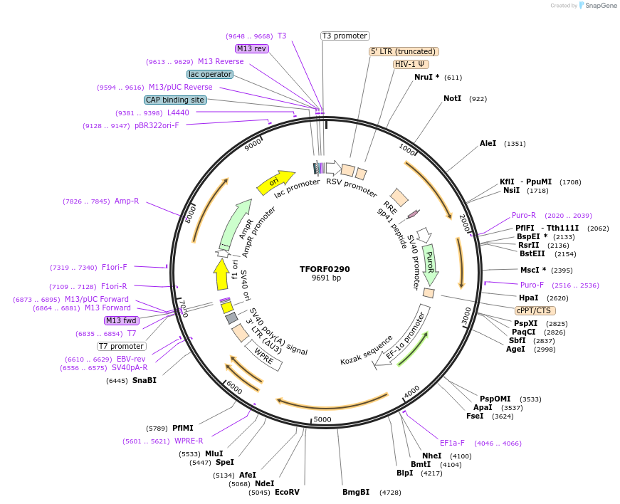 141564-plasmid-map-sequence-id-276828