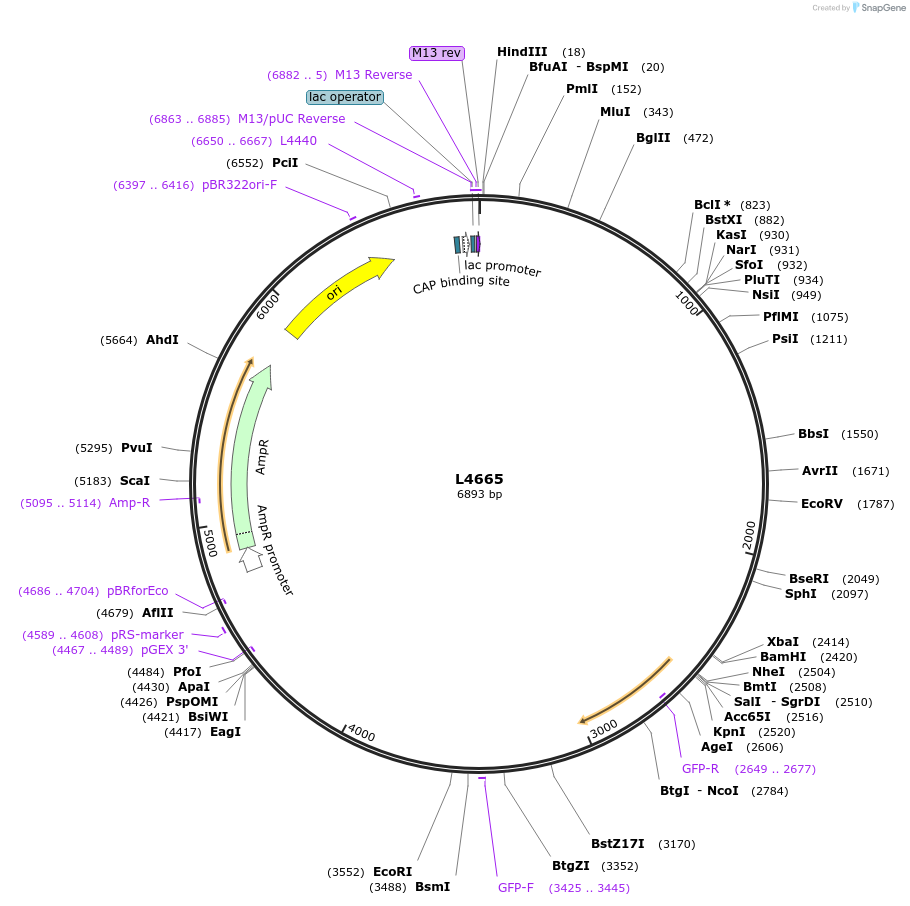 1667-plasmid-map-sequence-id-277