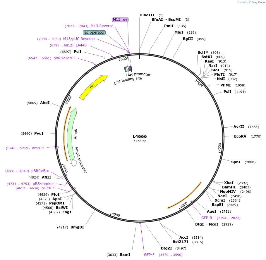 1668-plasmid-map-sequence-id-278
