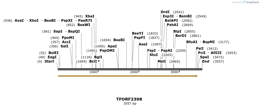 278335_map