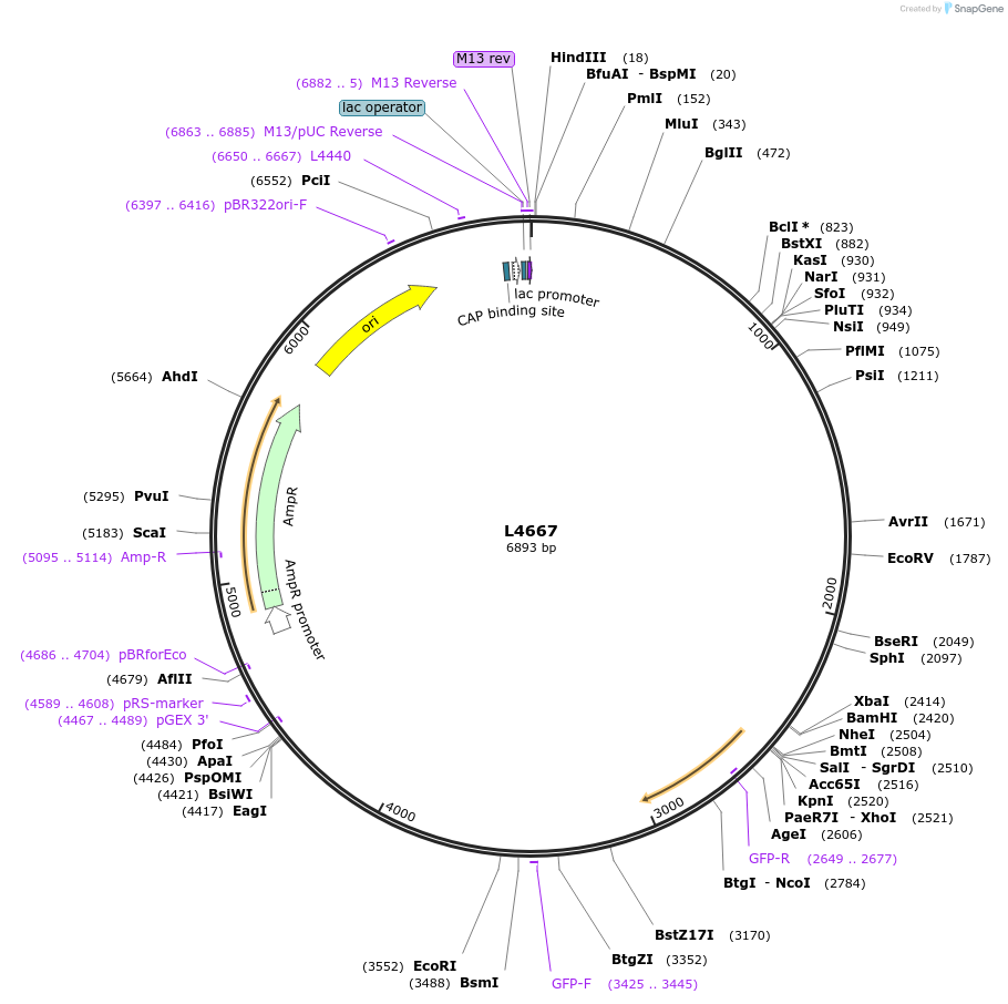 1669-plasmid-map-sequence-id-279