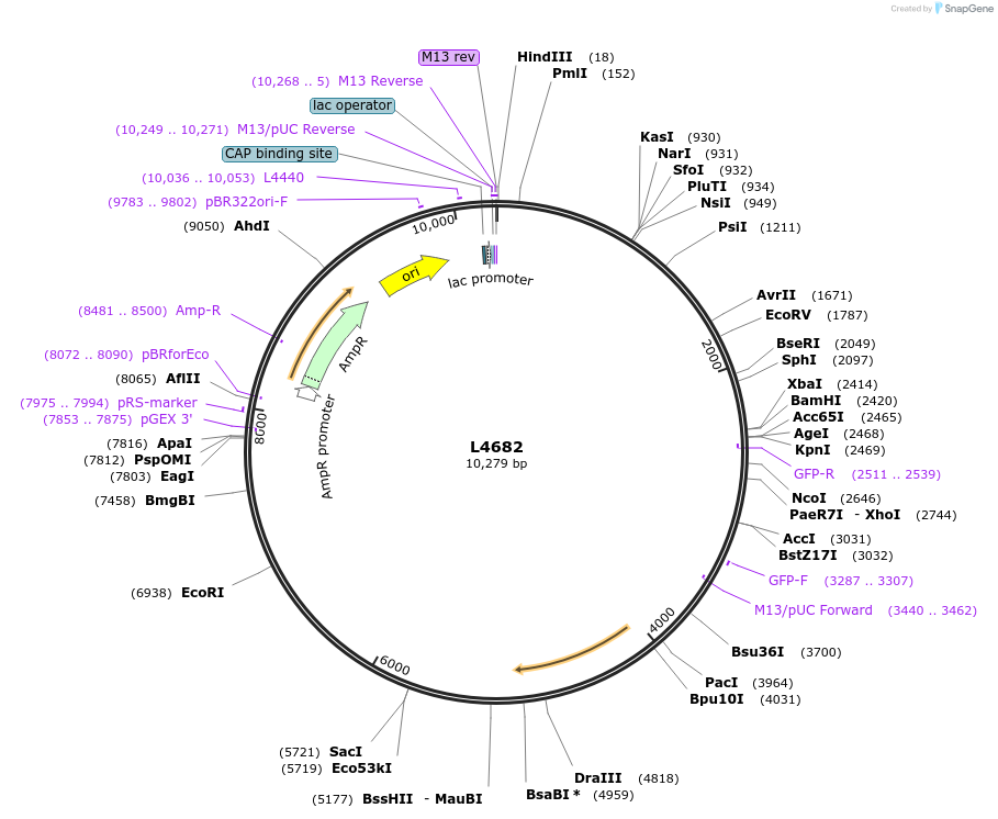 1671-plasmid-map-sequence-id-281