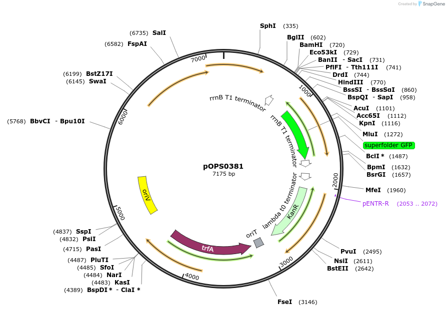 133231-plasmid-map-sequence-id-282538
