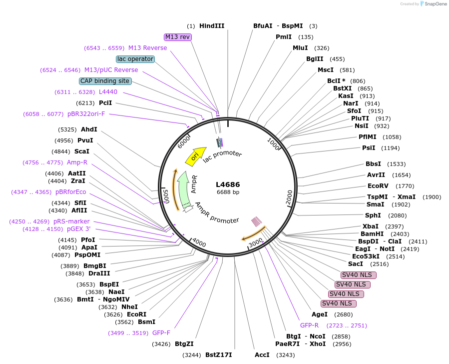 1673-plasmid-map-sequence-id-283