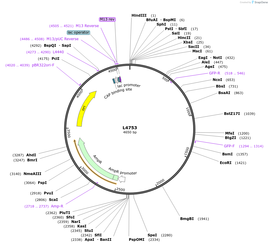 1676-plasmid-map-sequence-id-286