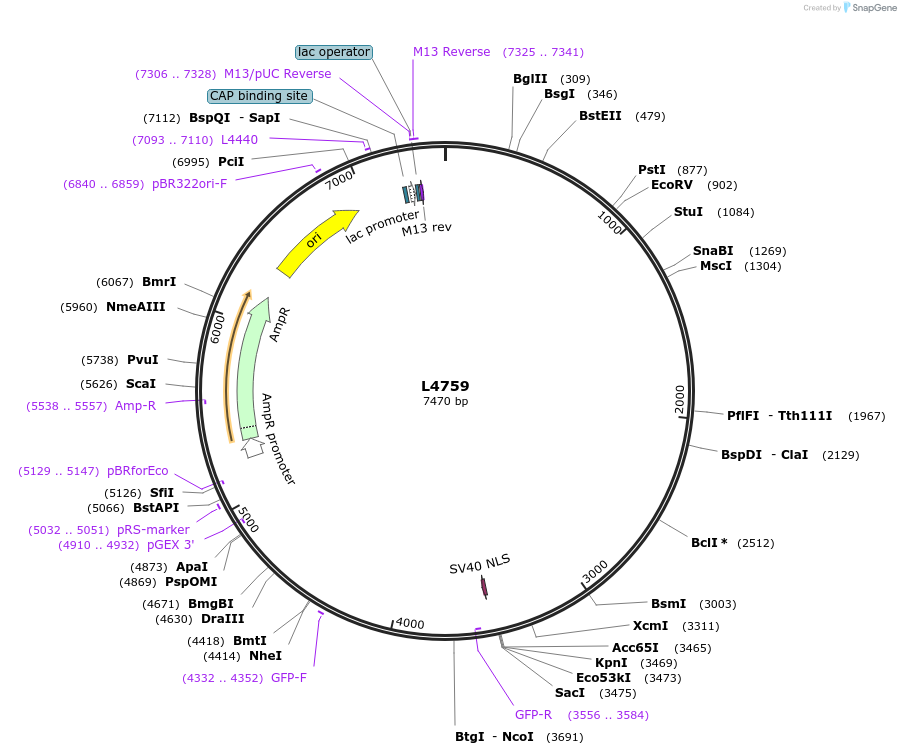 1677-plasmid-map-sequence-id-287