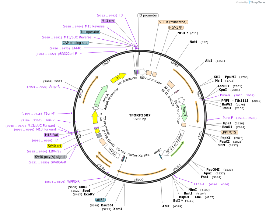 144983-plasmid-map-sequence-id-287063