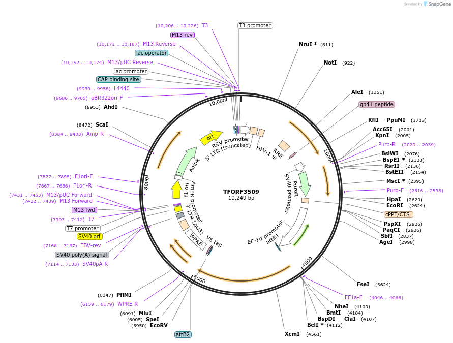 144985-plasmid-map-sequence-id-287069