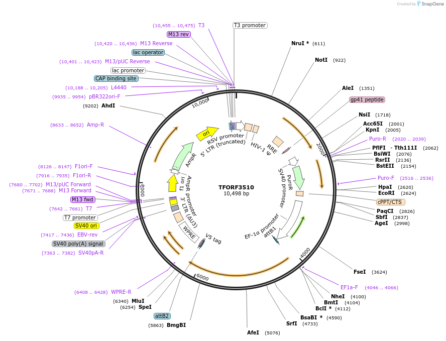 144986-plasmid-map-sequence-id-287072