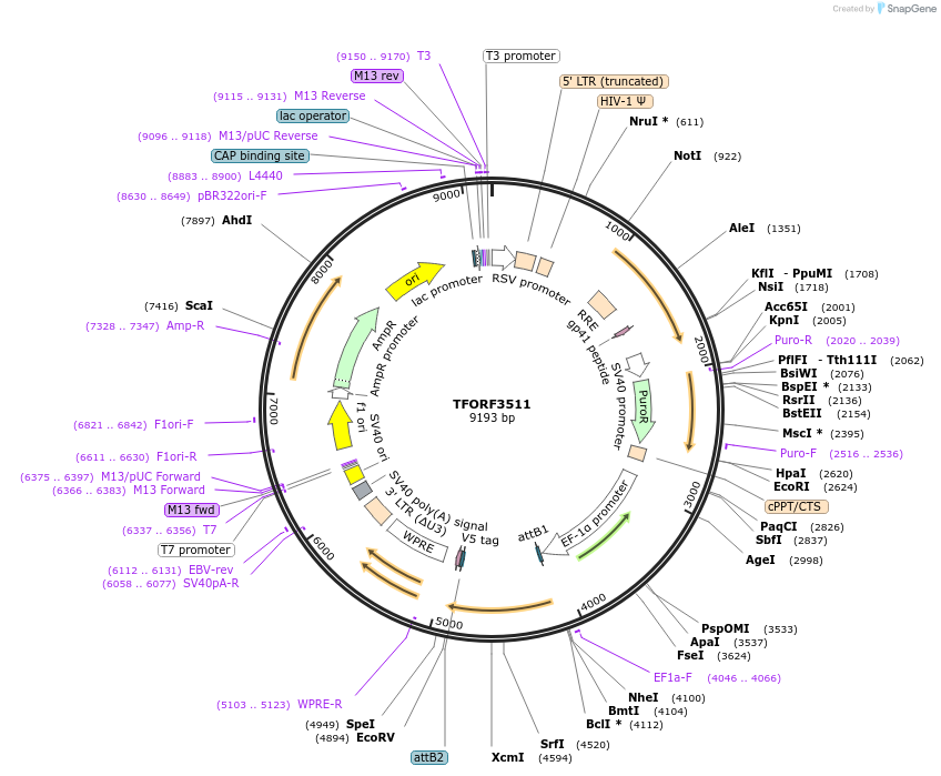 144987-plasmid-map-sequence-id-287075