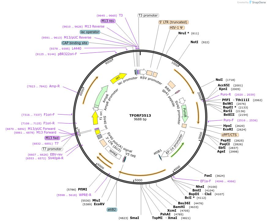 144989-plasmid-map-sequence-id-287081