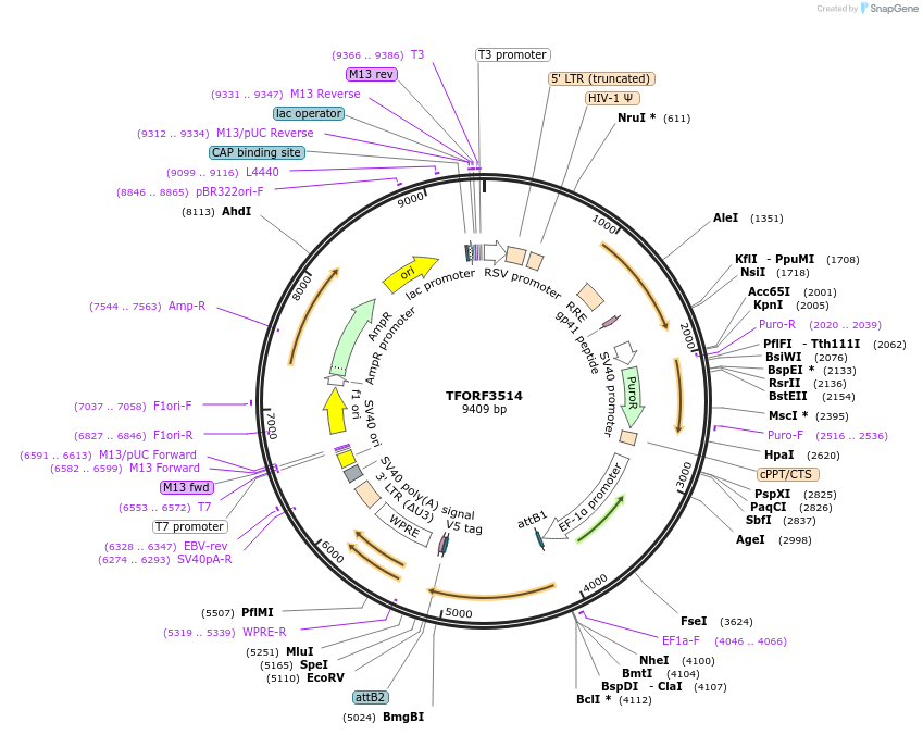 144990-plasmid-map-sequence-id-287084