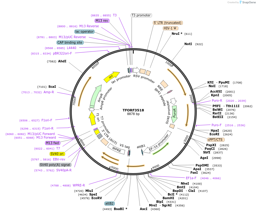 144994-plasmid-map-sequence-id-287096