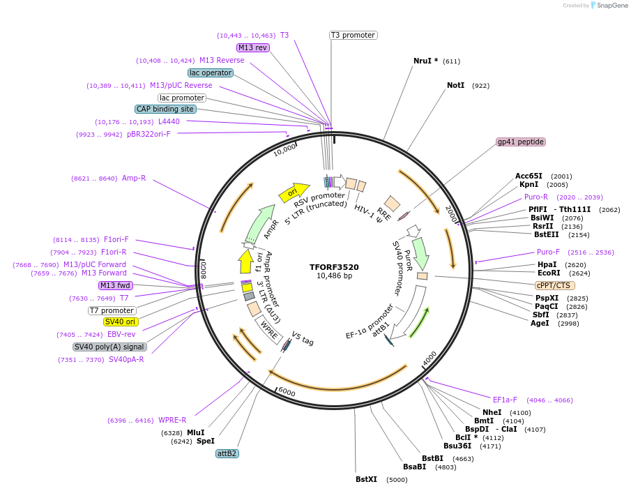 144996-plasmid-map-sequence-id-287102