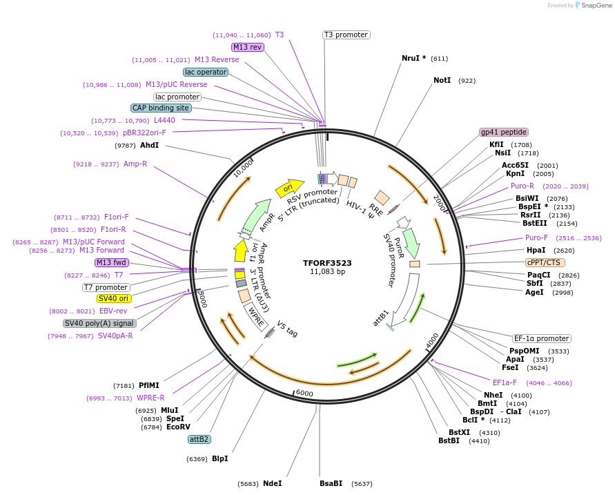 144999-plasmid-map-sequence-id-287111