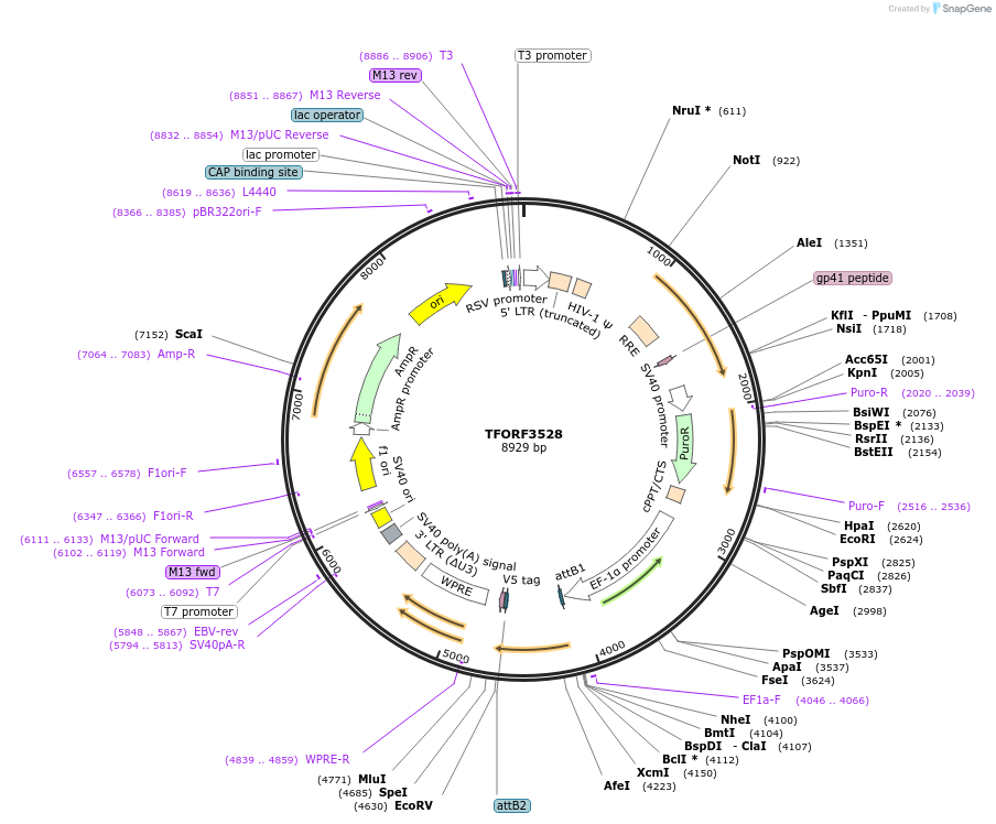 145004-plasmid-map-sequence-id-287126