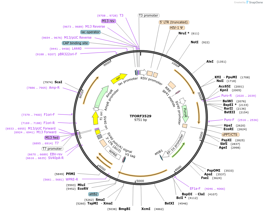 145005-plasmid-map-sequence-id-287129
