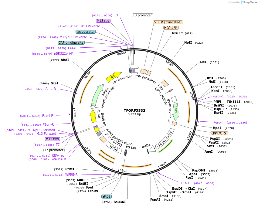 145008-plasmid-map-sequence-id-287138